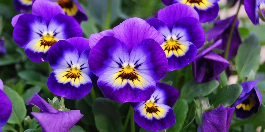 How to Grow Violas