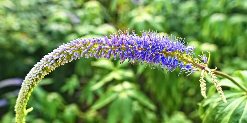 How to Grow Veronica Flowers