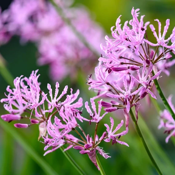 How to Grow Nerines