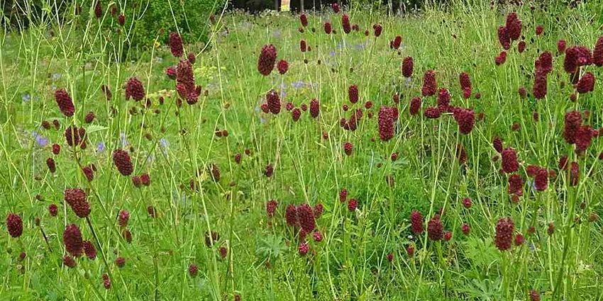 How to Grow Sanguisorba