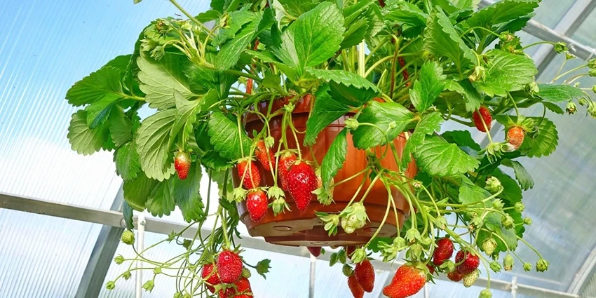 How to Grow Strawberries in Hanging Basket