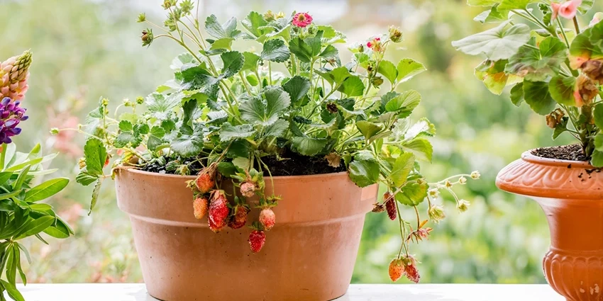 How to Grow Strawberry Pot