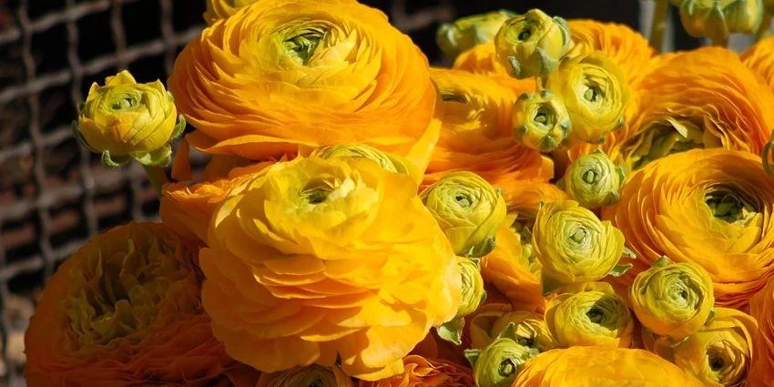 How to Grow Ranunculus Bulbs