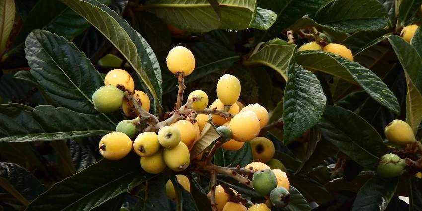 How to Grow Loquat Tree