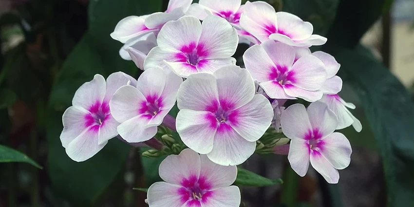 How to Grow Phlox Paniculata