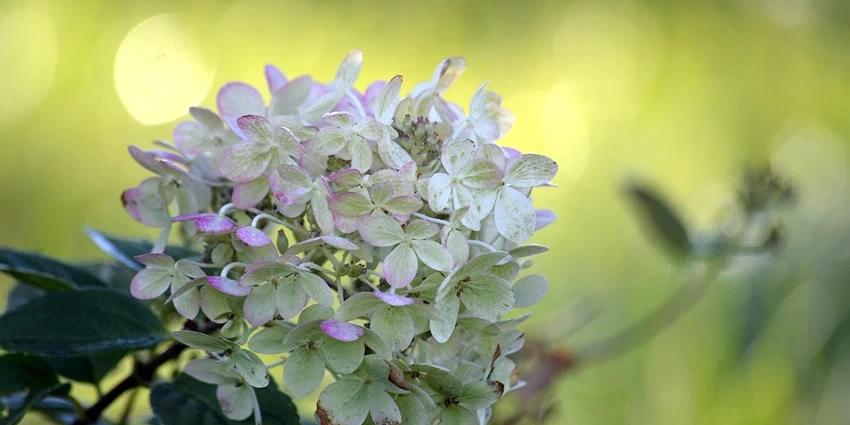 How to Grow Hydrangea Paniculata