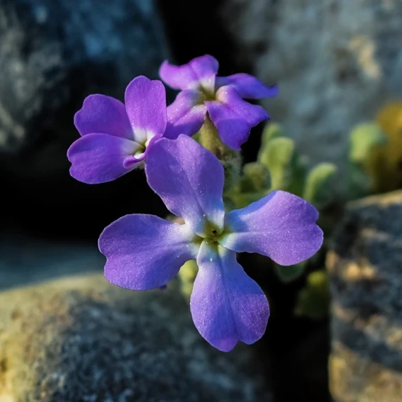 Matthiola