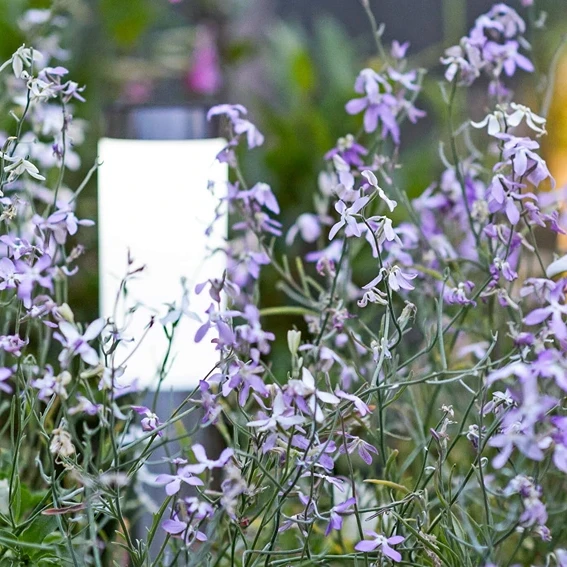 How to Grow Night Scented Stock