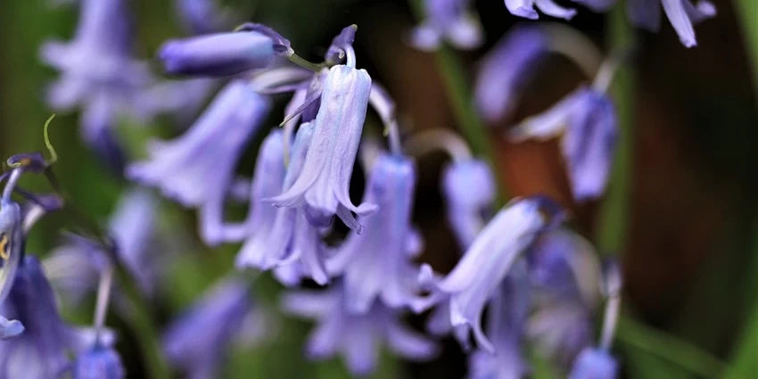 How to Grow Spanish Bluebells