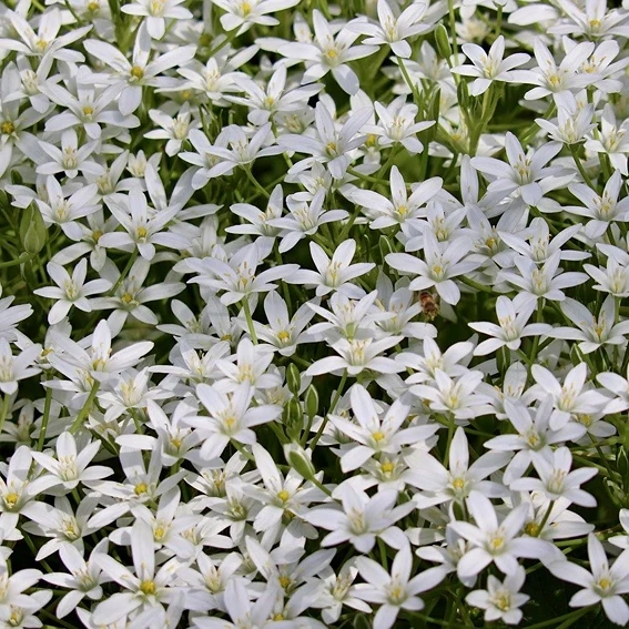 How to Grow Star of Bethlehem Flower