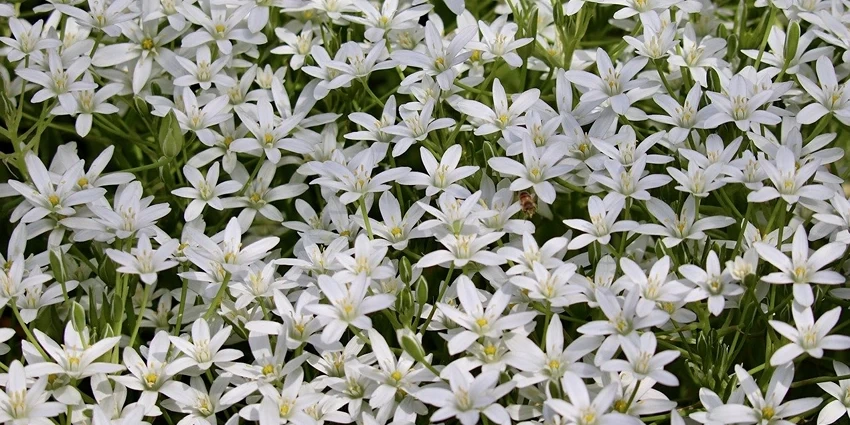 How to Grow Star of Bethlehem Flower